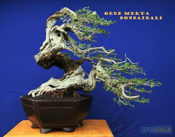 Bonsai, cây cảnh nghệ thuật, cay canh nghe thuat, cây thế, cay the, triển lãm cây cảnh nghệ thuật, trien lam cay canh nghe thuat